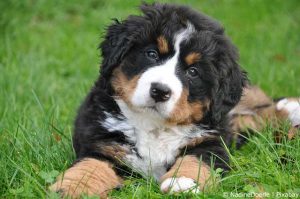 Berner Sennenhund Welpe neigt den Kopf