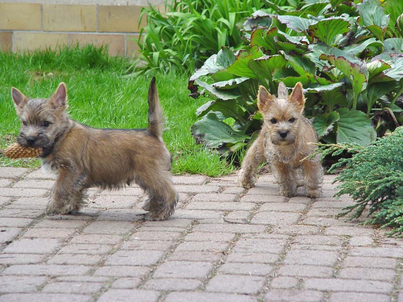 Hundenamen sagen viel über Hund und Besitzer aus