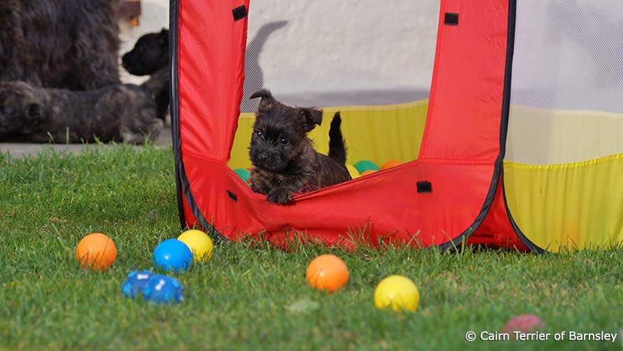 Spielzeug gehört zum Hundebedarf für Welpen