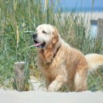 Reiseziele für Urlaub mit Hund in Deutschland