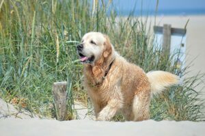 Reiseziele für Urlaub mit Hund in Deutschland